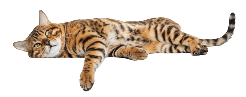 Drapaki Gattino - Kontakt - Drapaki Koty - Koty Drapaki - Drapaki z personalizacją -Koty Gattino - Drapaki dla kotów - Drapaki z logo