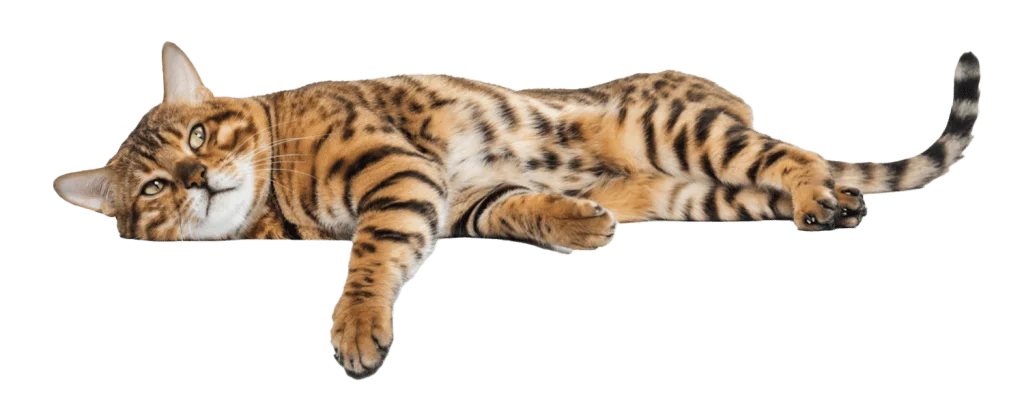 Drapaki Gattino - Kontakt - Drapaki Koty - Koty Drapaki - Drapaki z personalizacją -Koty Gattino - Drapaki dla kotów - Drapaki z logo