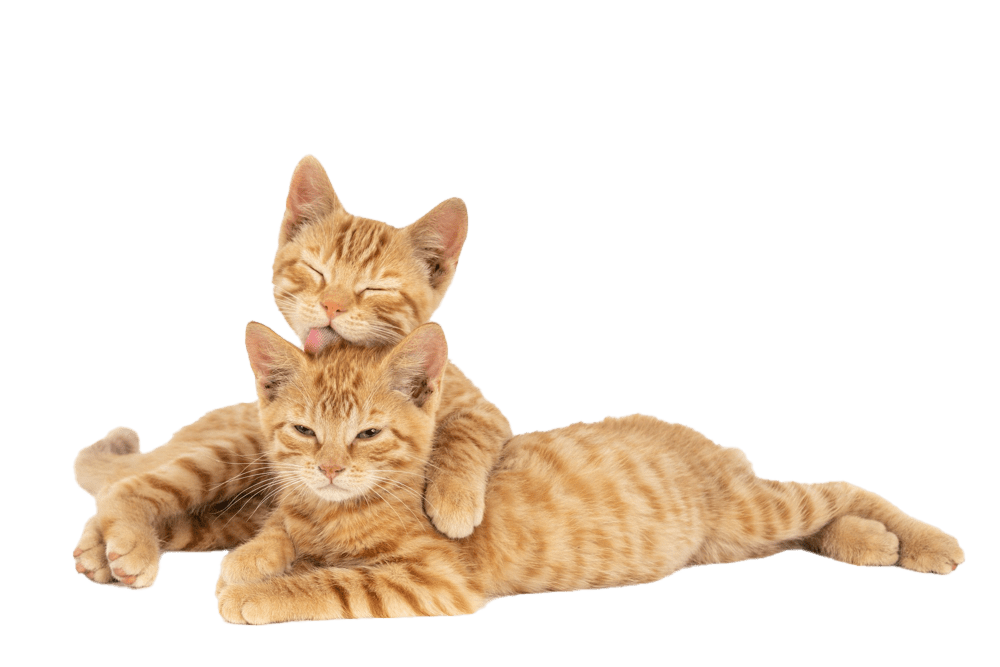 Drapaki Gattino