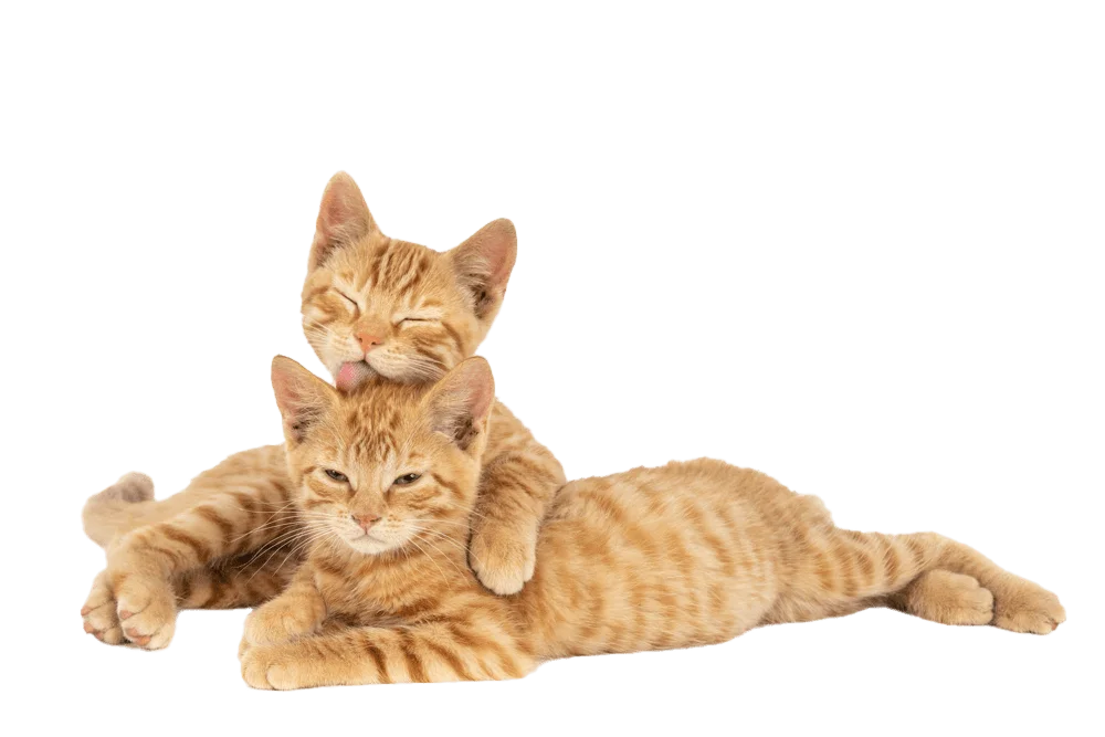 Drapaki Gattino