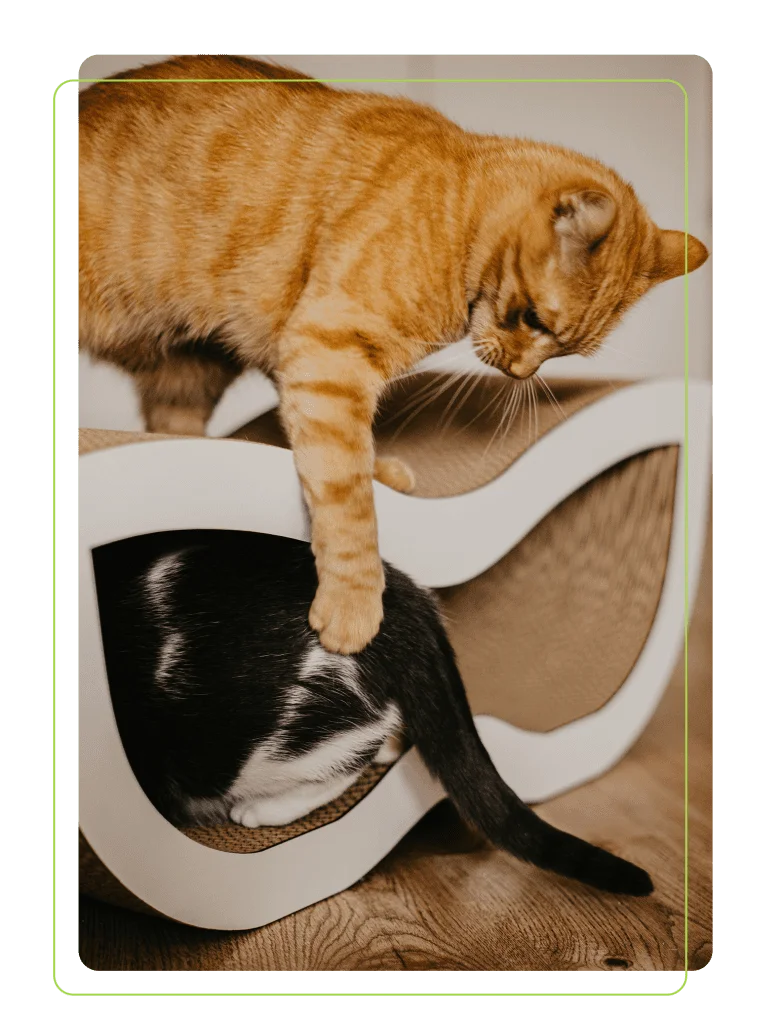 Drapaki Gattino