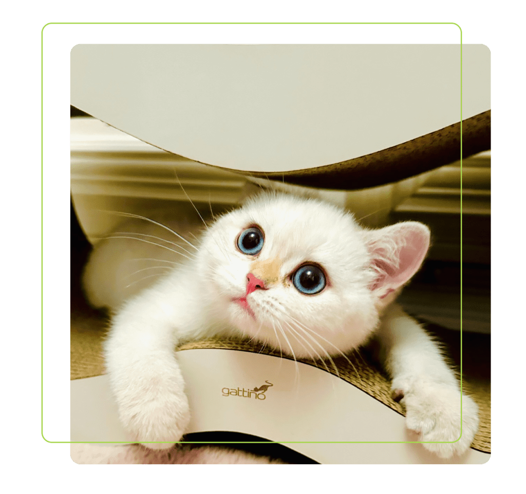 Drapaki Gattino