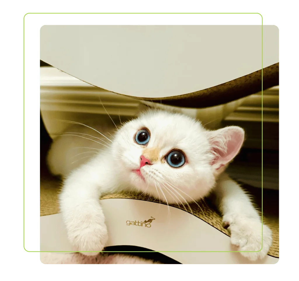 Drapaki Gattino