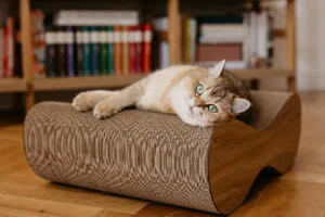 drapak gattino Billy lancelot