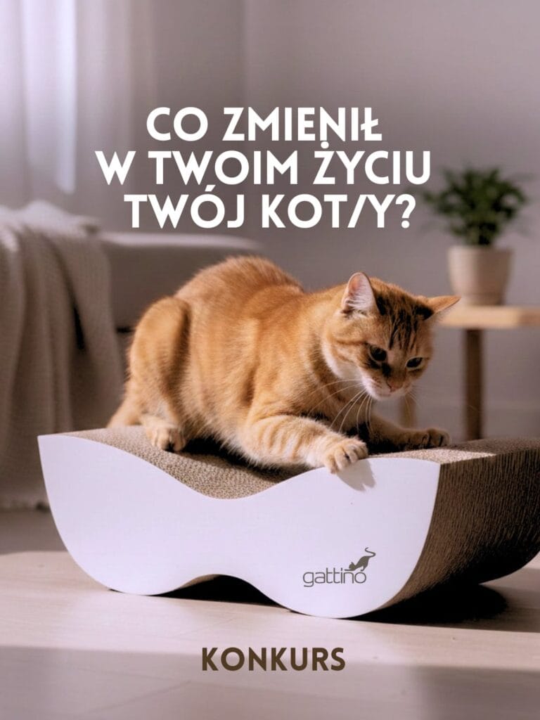 Konkurs z okazji dani kota